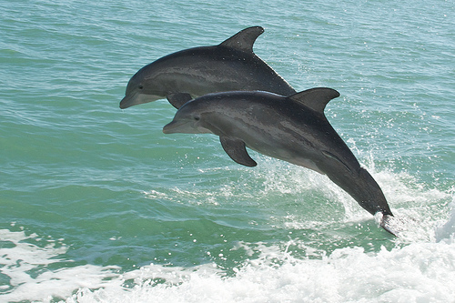 Dolphins in Pine Island Sound