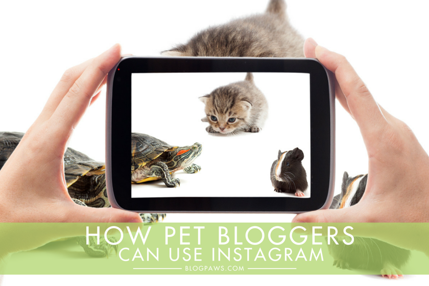 How Pet Bloggers Can Use Instagram