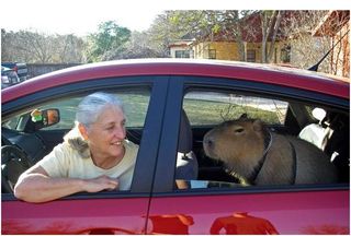 Capybara