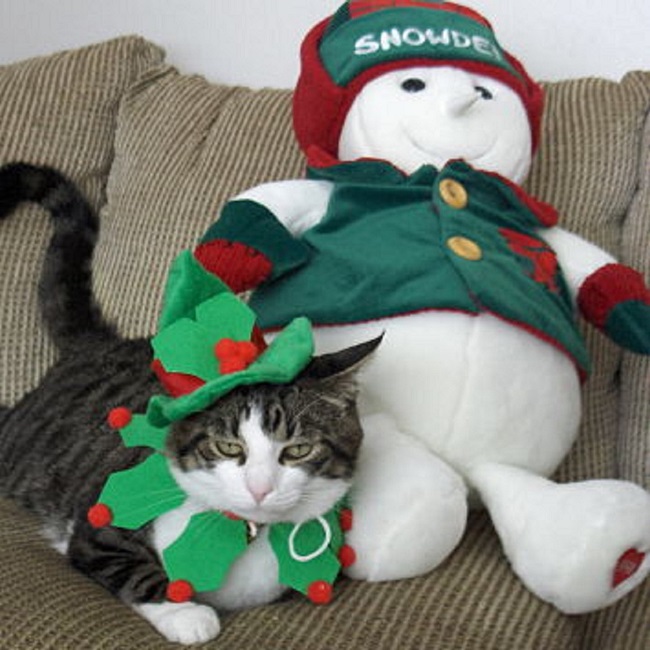 cat_Christmas