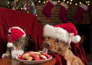 Shutterstock Cat Dog Christmas Cookies 