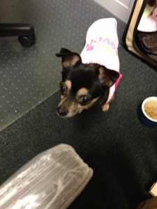 cute_dog