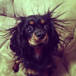 Cavalier King Charles Spaniel with static hair