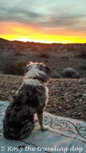 Desert sunrise Mary Hone