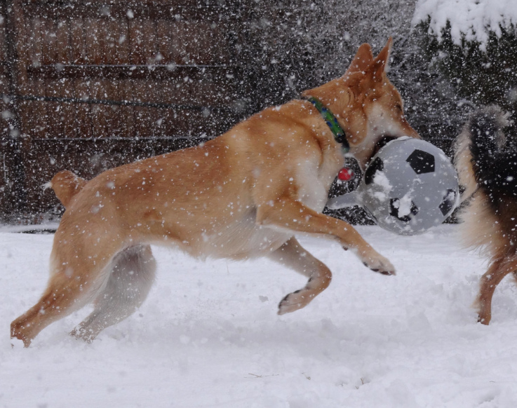 Wordless Wednesday – Playing in the Snow