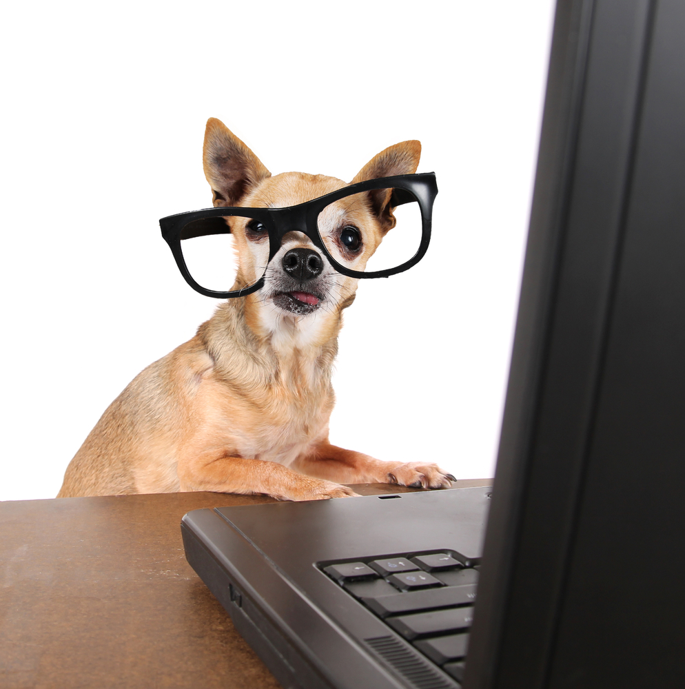 Have 60 Minutes? Be A Pet Blogging Superstar