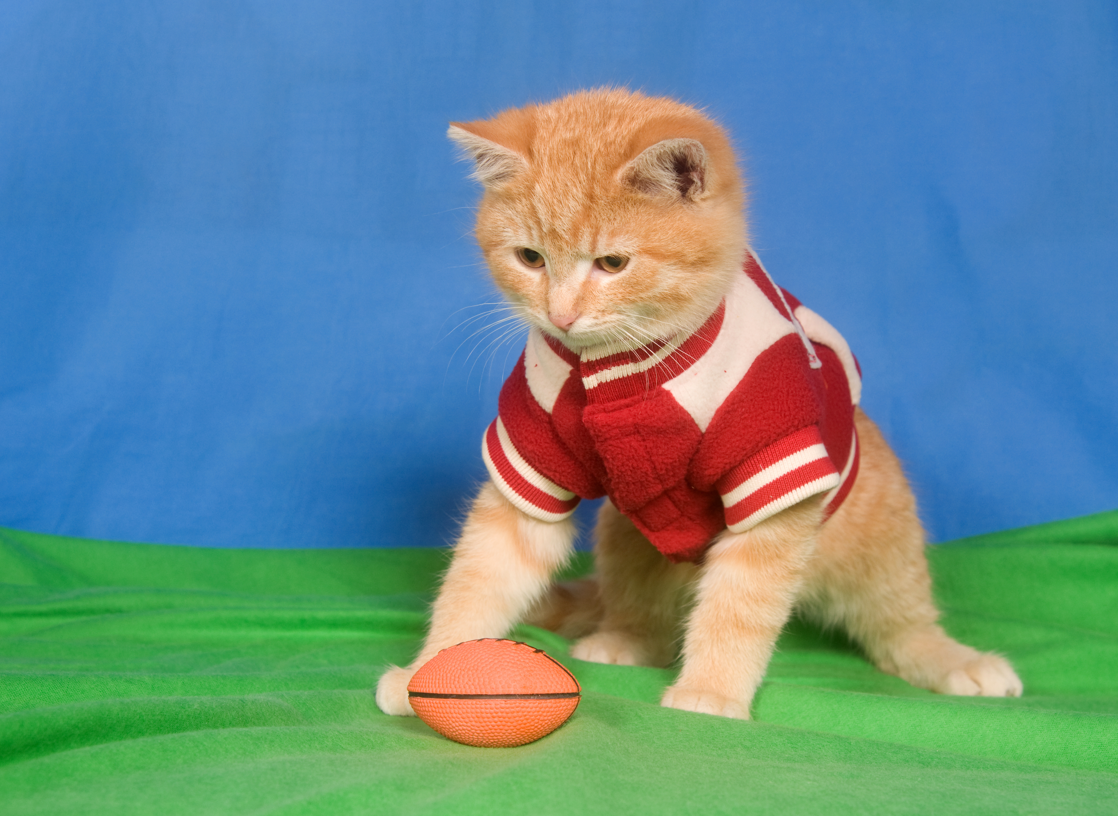 Enjoy The Super Bowl Safely With Your Pets