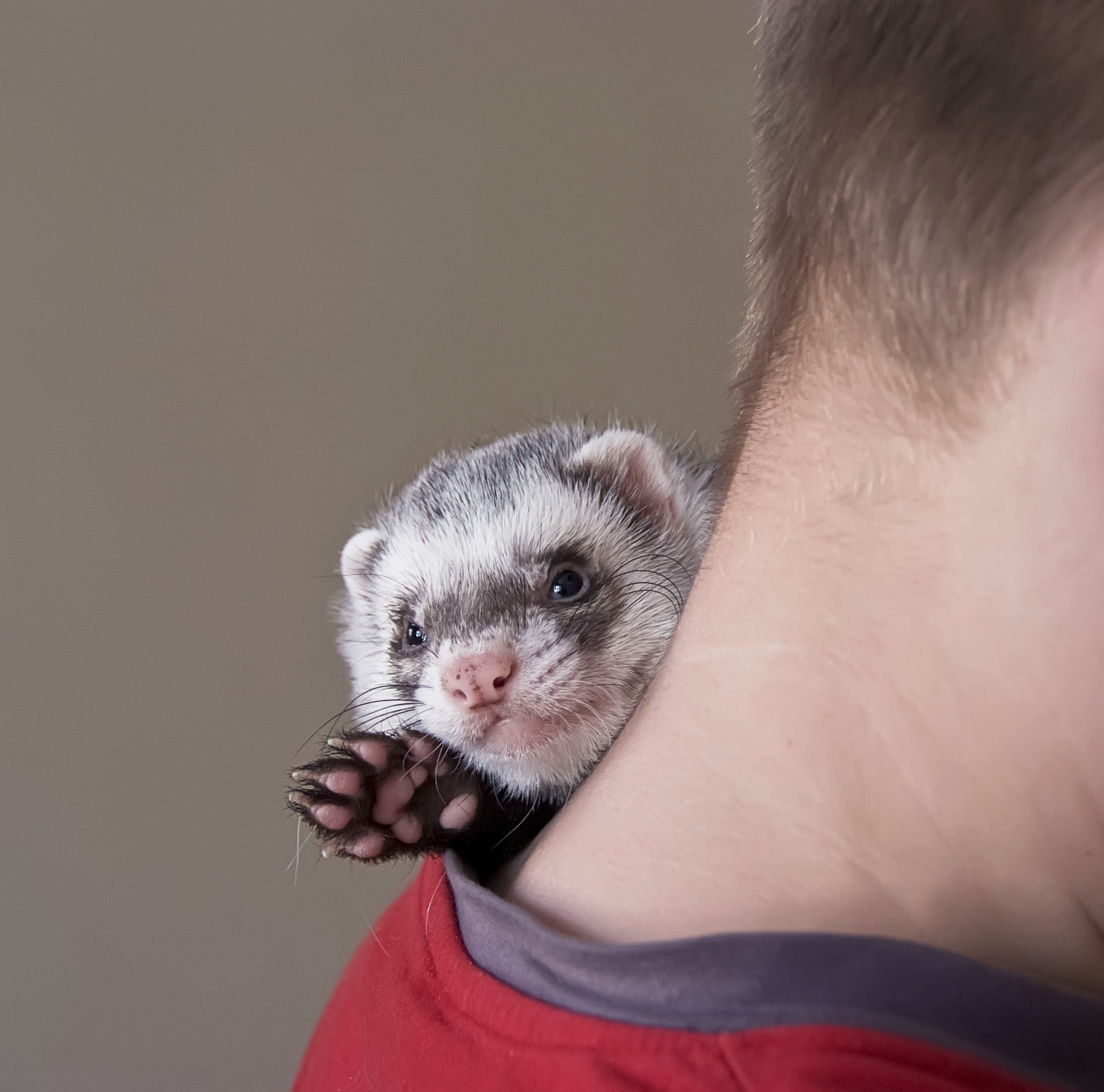 ferret on neck shutterstock