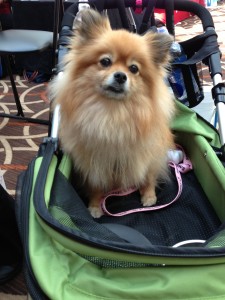 dogs_blogpaws