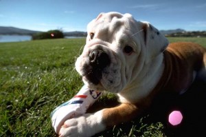 bulldog