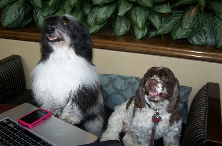 dogs_blogpaws