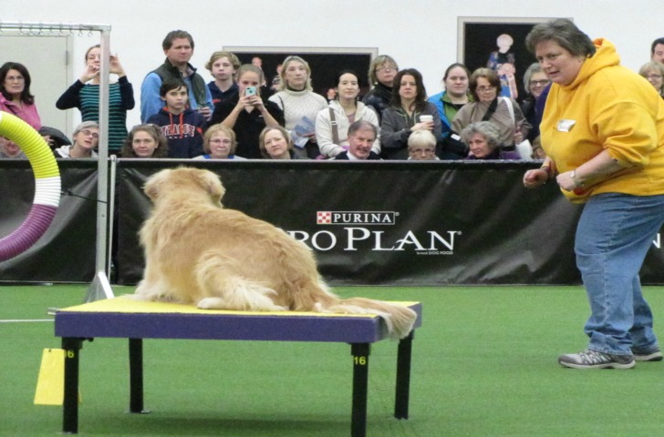 10 Facts You Don’t Know About Westminster Kennel Club Masters Agility