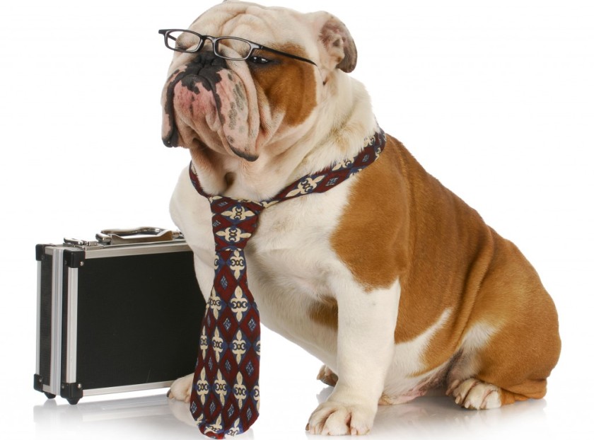Network Your Way To Success At BlogPaws 2014