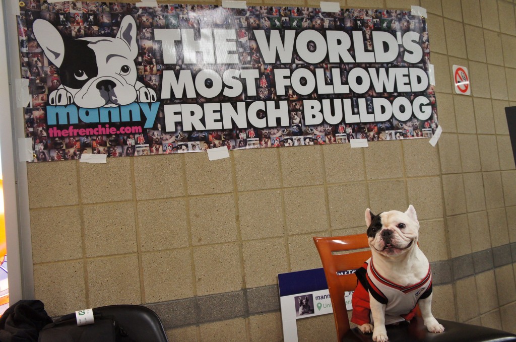 French_Bulldog