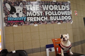 French_Bulldog