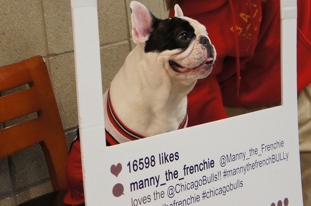 Manny_Frenchie