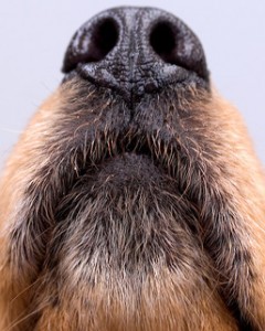 Dog_Nose