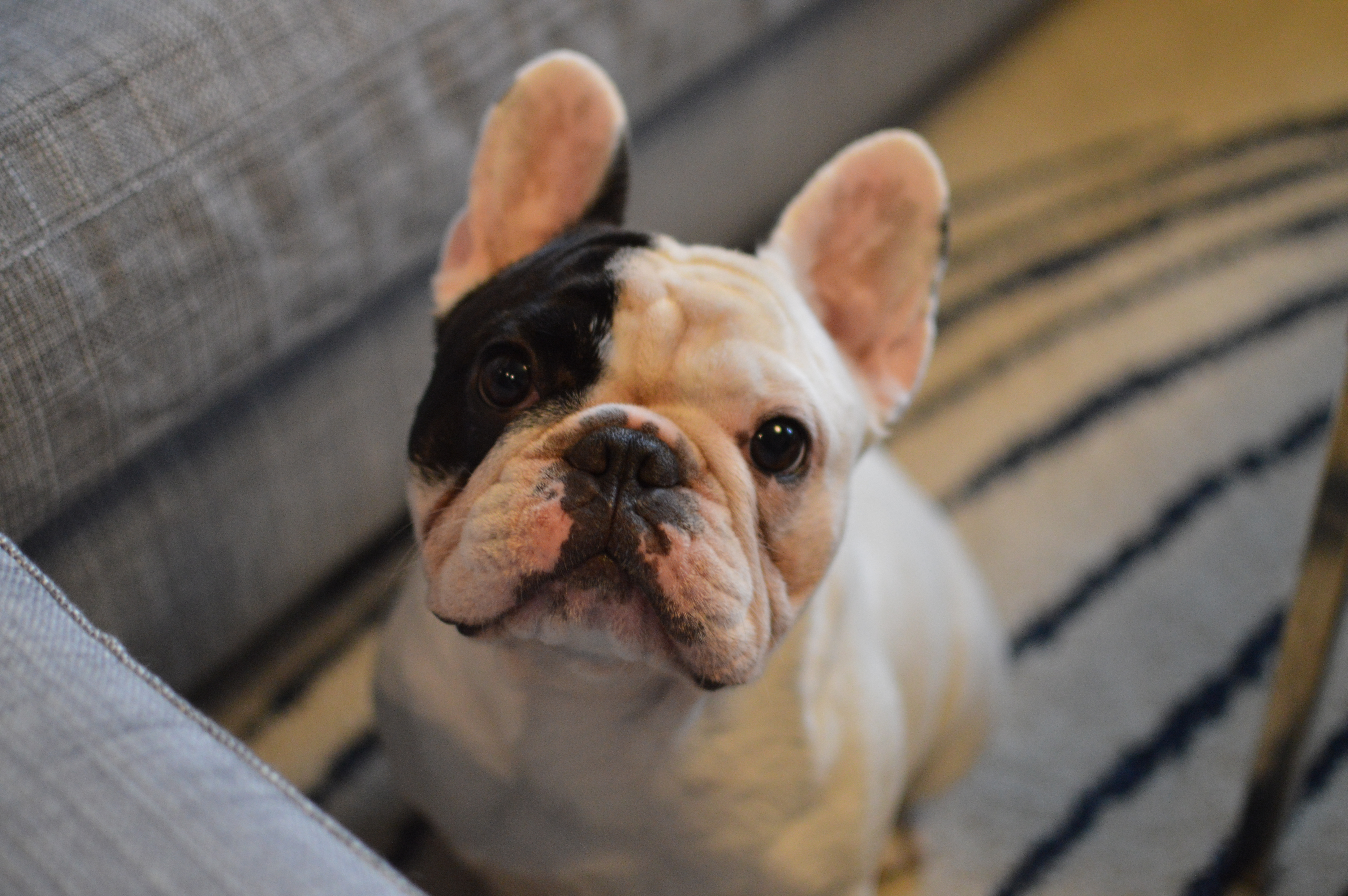 Manny the Frenchie Opens Up to BlogPaws