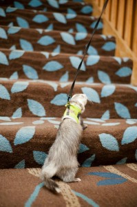 ferret
