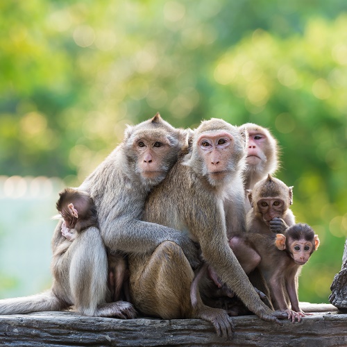 BlogPaws’ Daily News Bite: Monkeys Run Amok
