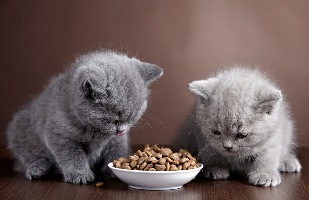 BlogPaws’ Daily News Bite: Antioxidants For Your Pet