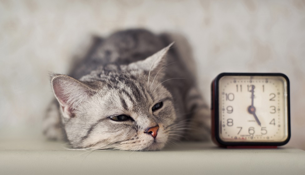 Pet Blogger Education: 5 Time Management Tips For The Blogger