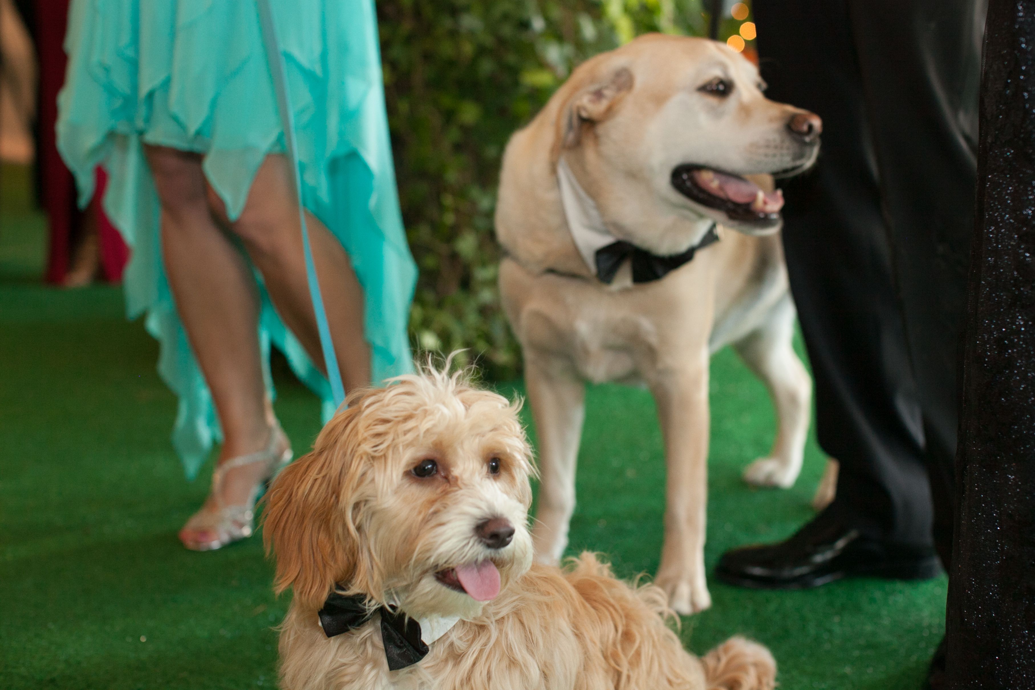 BlogPaws’ Daily News Bite: “The Fur Ball,” Raises Record-Breaking Funds
