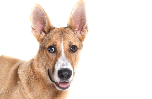 BlogPaws’ Daily News Bite: Facial Recognition For Pets