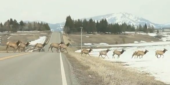 BlogPaws’ Daily News Bite: No Elk Left Behind