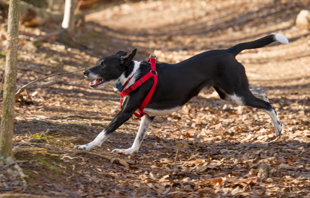 running dog