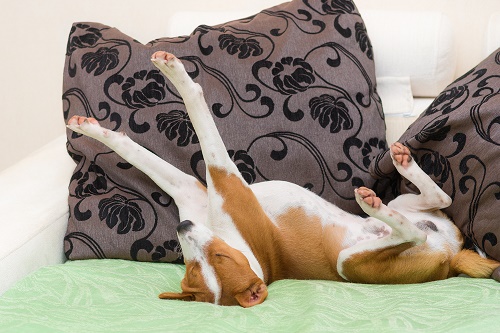 Do You & Your Dog Do Yoga Together?