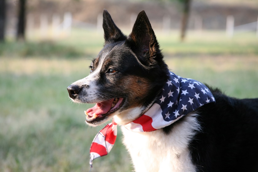 Memorial Day Pet Safety Tips