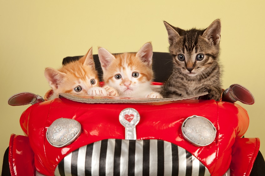 Making Travel With Cats Enjoyable: 5 Tips