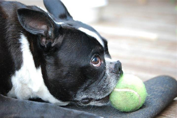 BlogPaws’ Daily News Bite: Jerky Treats & Dogs