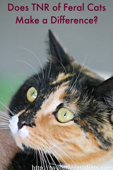 Adopt A Cat Month: Feral Cats & TNR
