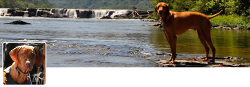 Intrepid Pup - @IntrepidPup Twitter Header