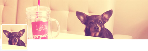 Irresistible Pets - @IrresistiblePet Twitter Header