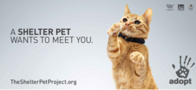 Shelter Pet Project Urges Cat Adoptions