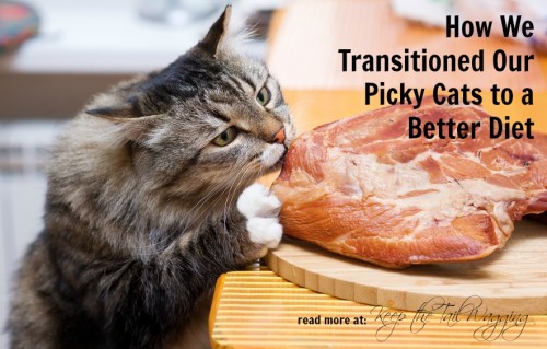 Adopt A Cat Month: Transition Cats To Raw Foods