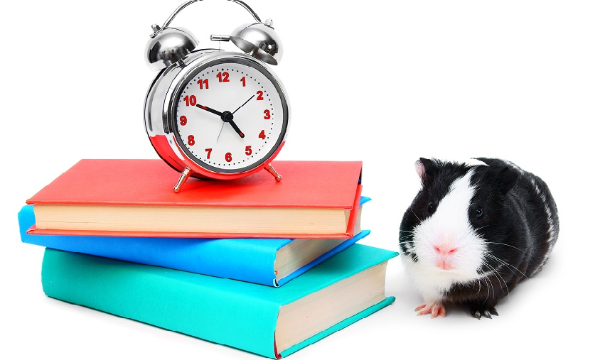 Social Media Time Management Tips For Pet Bloggers