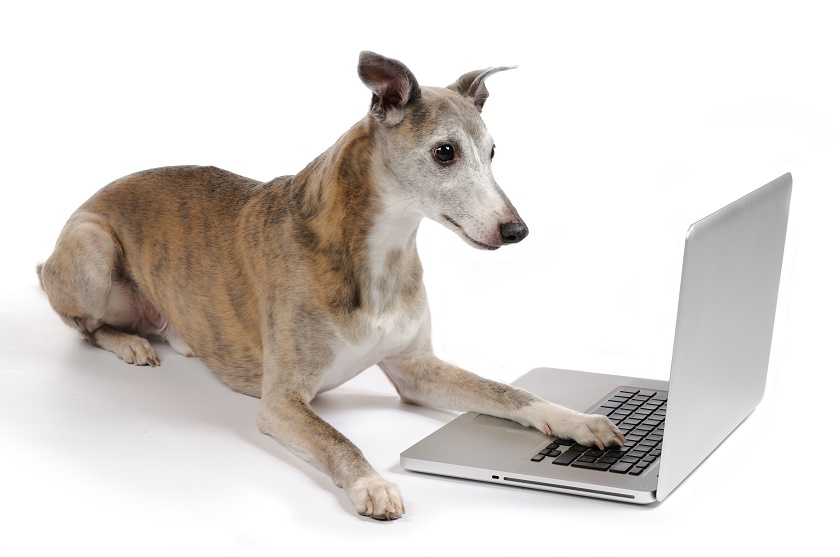 A Business Plan For The Pet Blogger: Part 1