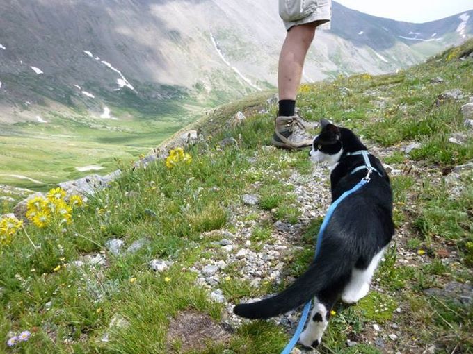 BlogPaws News Bite: Mountain Climbing Cat