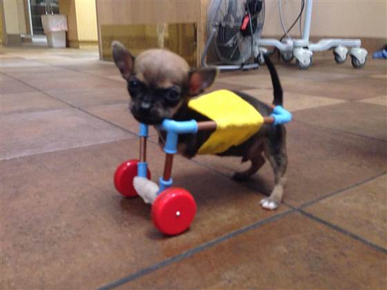 BlogPaws News Bite: Tiny Pup Gets His Wheels