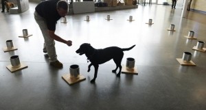 ATF canine testing for explosives recognition.