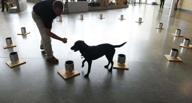BlogPaws News Bite: Dogs ‘Compete’ In Bomb Sniff Test