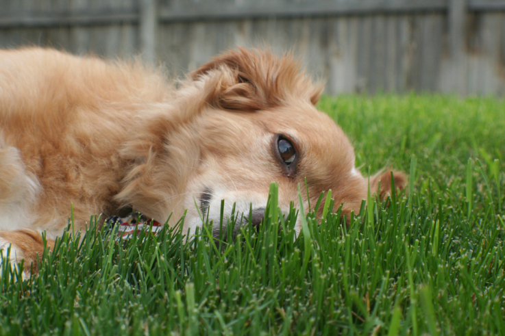 dog in grass