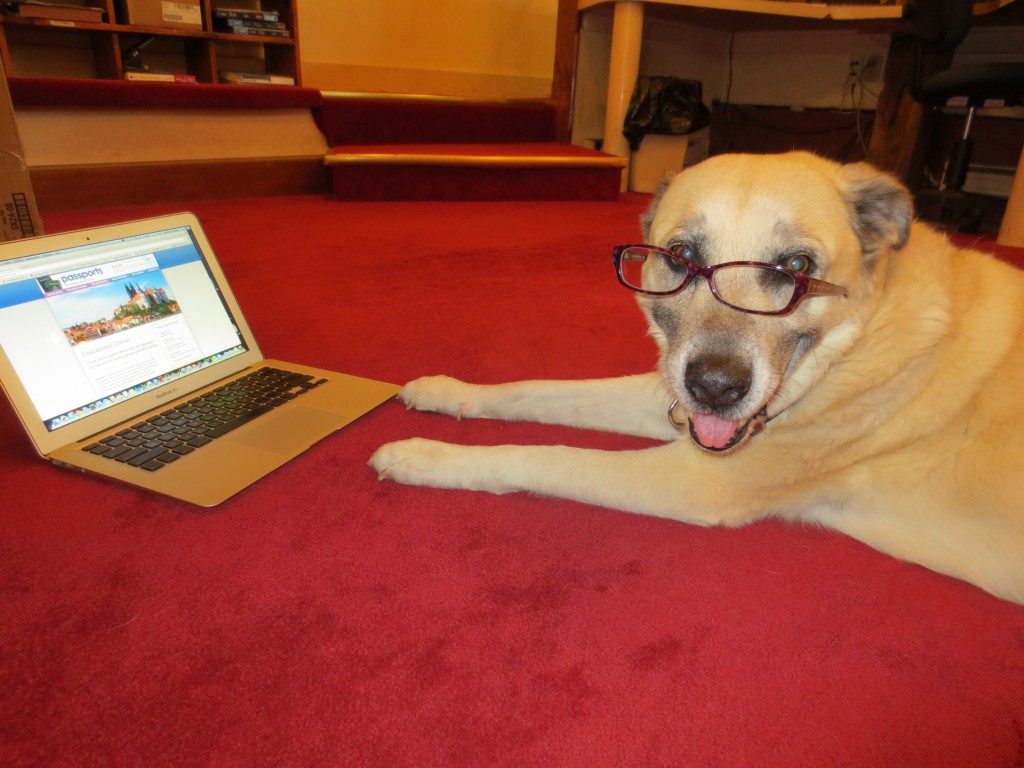 blogger dog