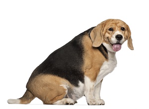 overweight pet