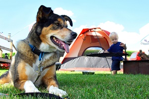 pet camping 