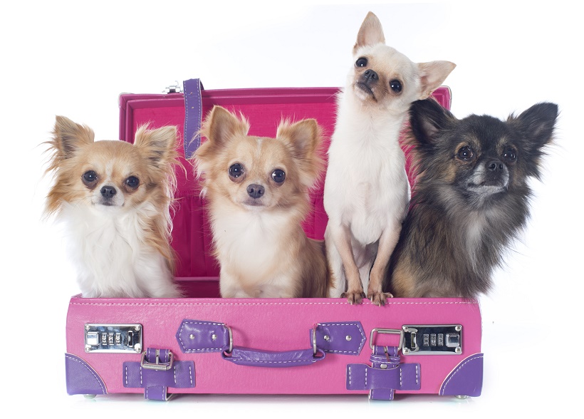 #PetSafety When Taking Your Pet On A Family Vacation